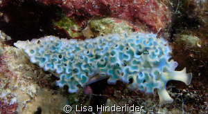 Beautiful blue- Lettuce Sea Slug by Lisa Hinderlider 